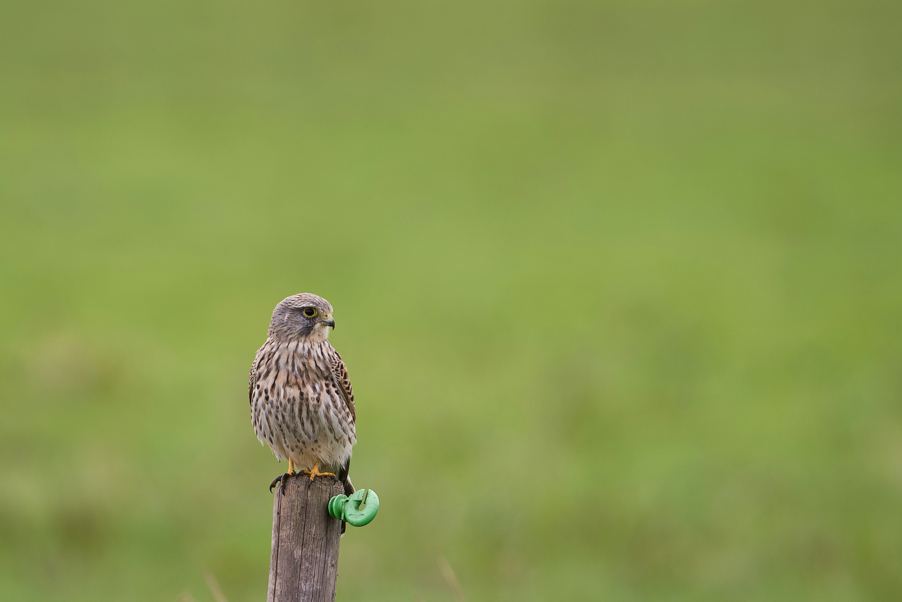 brown bird standing on brown stick